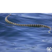 گونه مار دریایی حلقه دار Annulated Sea Snake